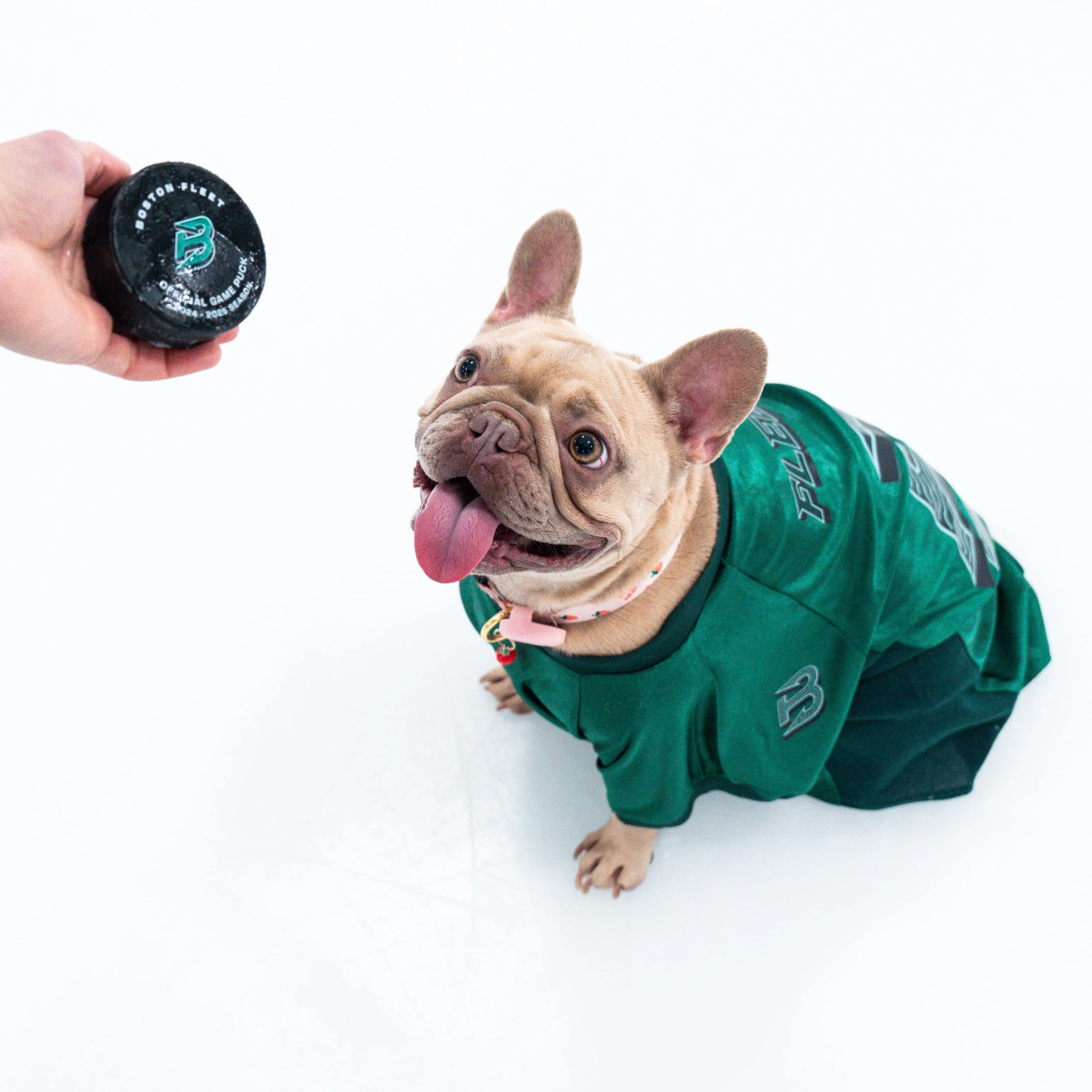 Boston Fleet Stretch Pet Jersey - Image 2