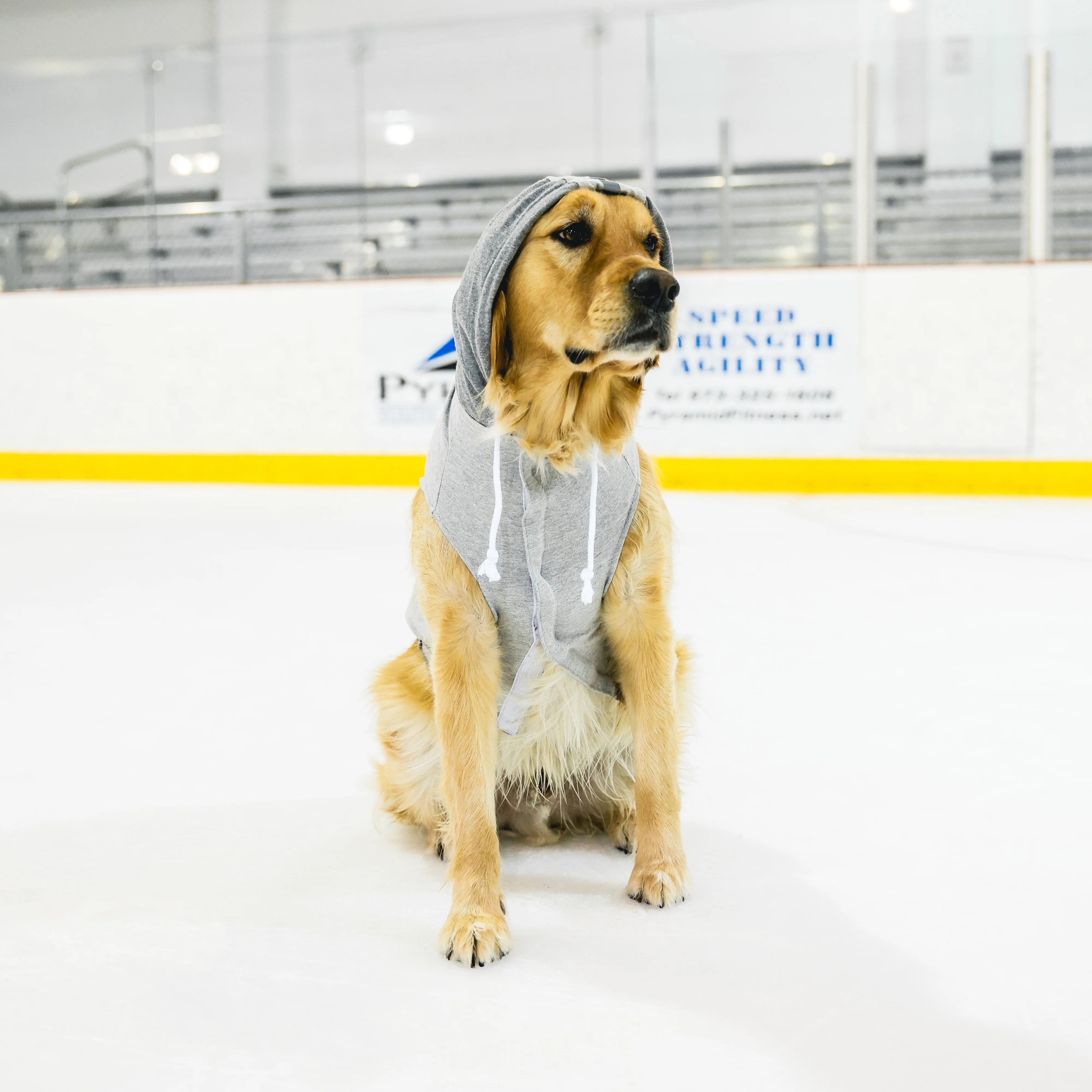 New York Sirens Pet Hooded Crewneck - Image 4