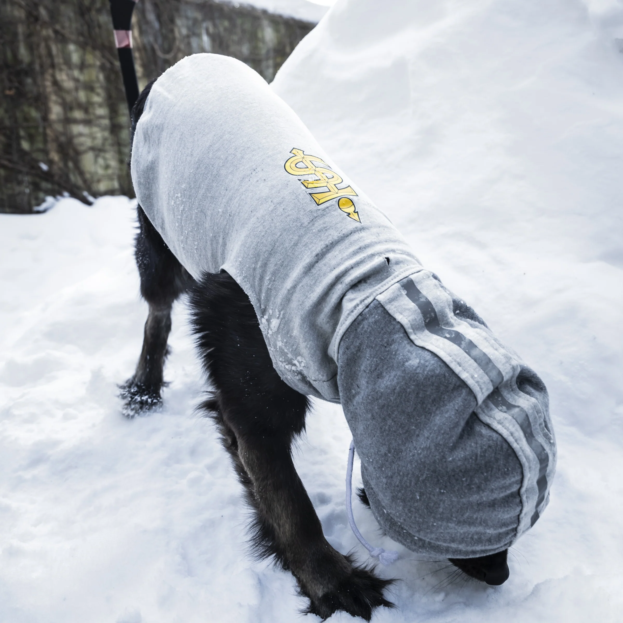 Toronto Sceptres Pet Hooded Crewneck - Image 3