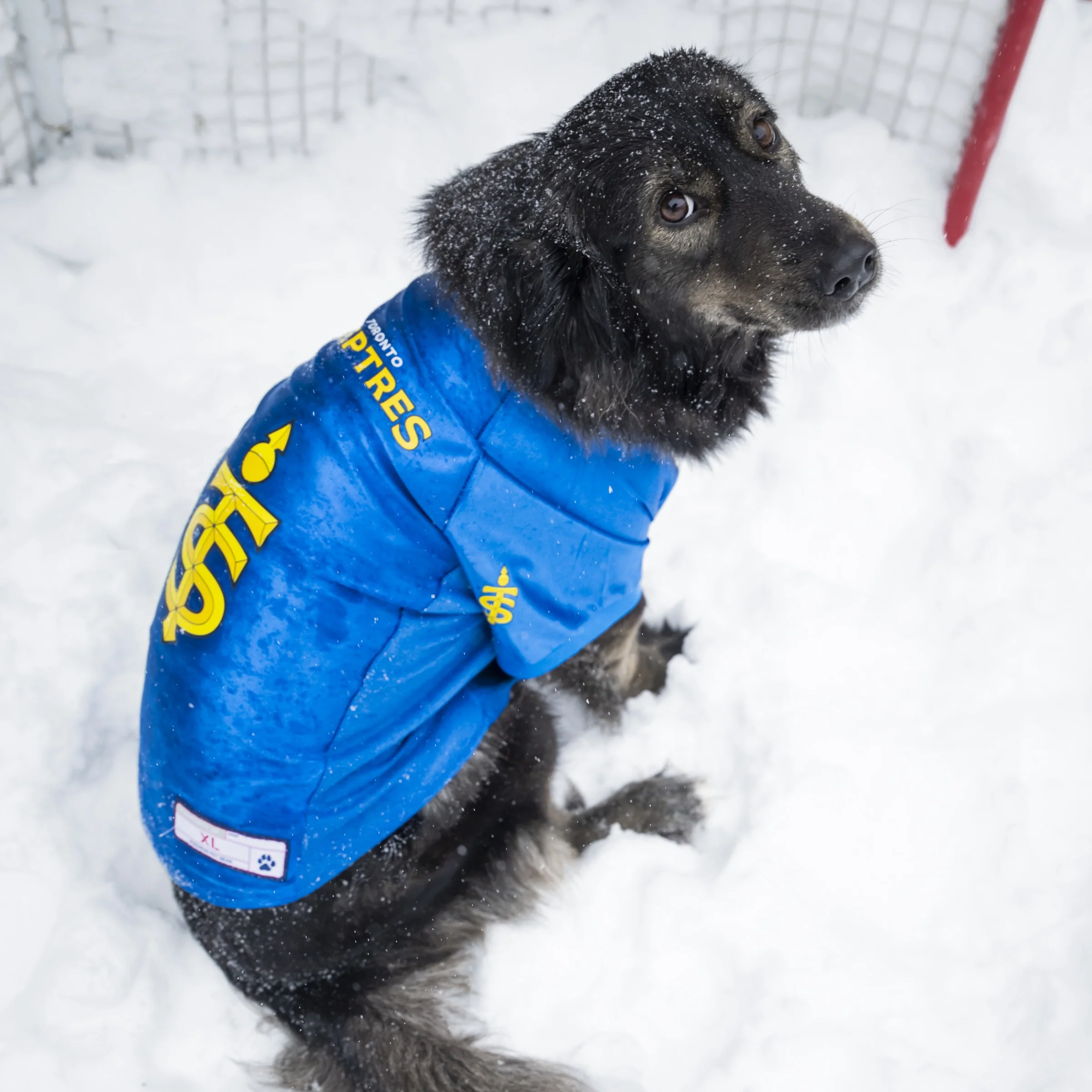Toronto Sceptres Stretch Pet Jersey - Image 3